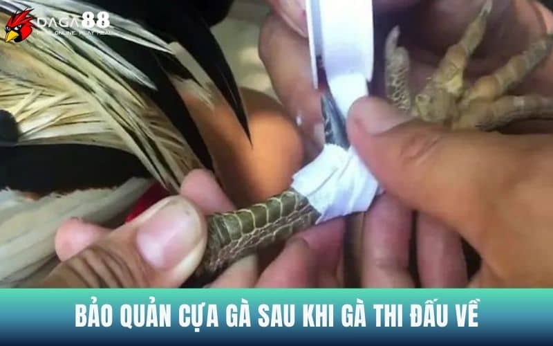 Cần bảo quản cựa gà sau khi thi đấu để tránh hỏng cựa Cần bảo quản cựa gà sau khi thi đấu để tránh hỏng cựa