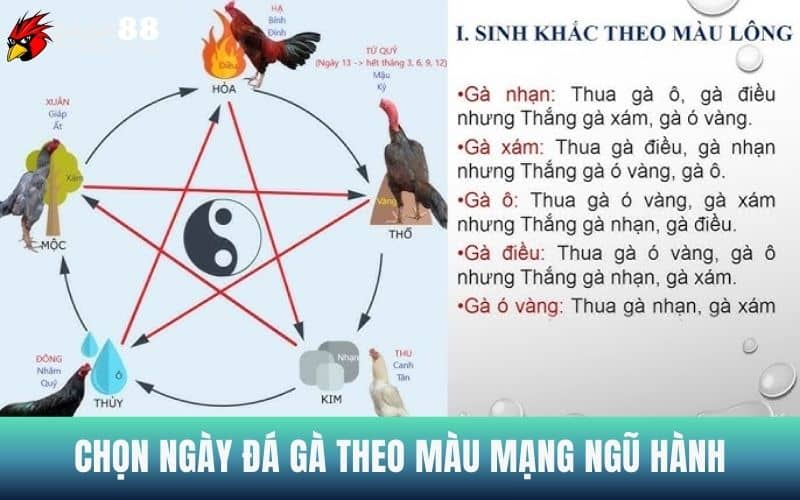 Chọn ngày đá gà theo màu mạng ngũ hành