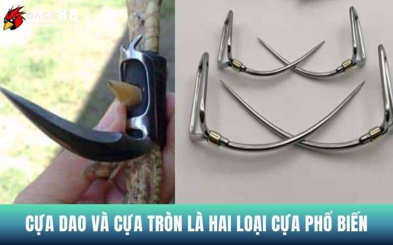 Cựa tròn và cựa dao là hai loại cựa phổ biến Cựa tròn và cựa dao là hai loại cựa phổ biến