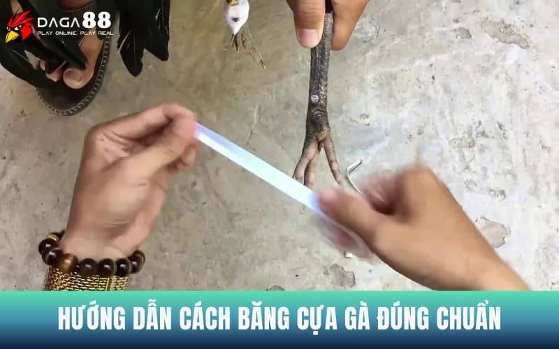 Hướng dẫn cách băng cựa gà đúng chuẩn Hướng dẫn cách băng cựa gà đúng chuẩn