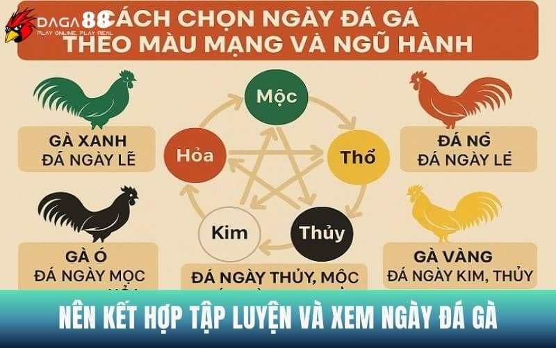 Lưu ý nên kết hợp nuôi dưỡng và xem ngày đá gà