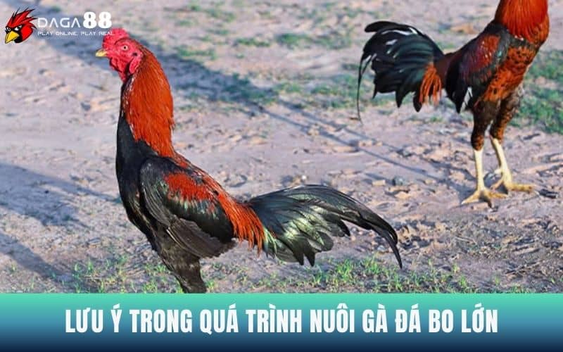 Lưu ý trong quá trình nuôi gà đá bo lớn Lưu ý trong quá trình nuôi gà đá bo lớn