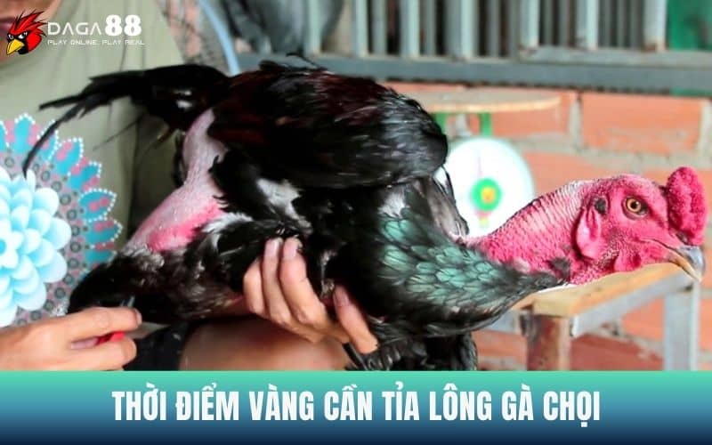 Thời điểm cần tỉa lông cho gà chọi Thời điểm cần tỉa lông cho gà chọi