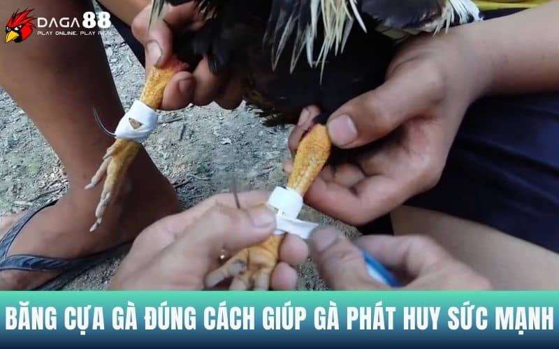 Việc băng cựa gà đúng sẽ giúp gà chiến phát huy sức đá Việc băng cựa gà đúng sẽ giúp gà chiến phát huy sức đá