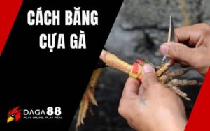 Cách Băng Cựa Gà
