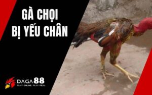 Gà Chọi Yếu Chân