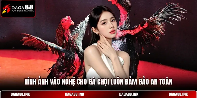 Hình ảnh vào nghệ cho gà chọi luôn đảm bảo an toàn