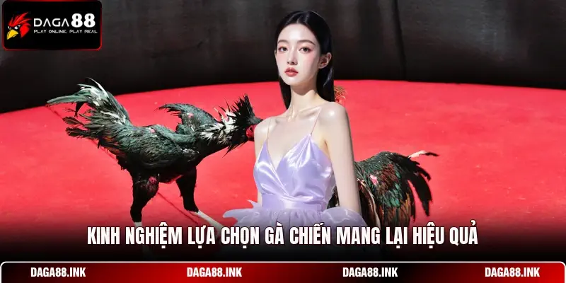 Kinh nghiệm lựa chọn gà chiến mang lại hiệu quả Kinh nghiệm lựa chọn gà chiến mang lại hiệu quả