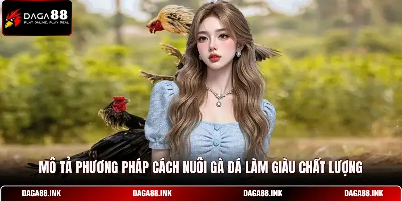 Mô tả phương pháp cách nuôi gà đá làm giàu chất lượng
