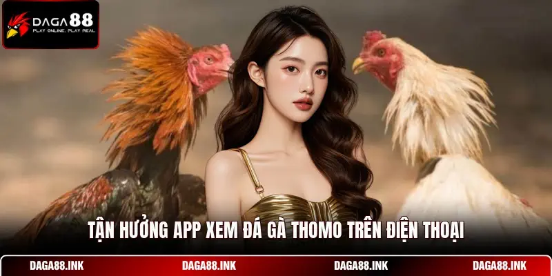 Tận hưởng app xem đá gà thomo trên điện thoại