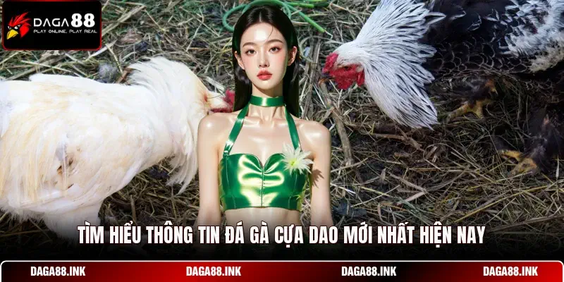 Tìm hiểu thông tin đá gà cựa dao mới nhất hiện nay Tìm hiểu thông tin đá gà cựa dao mới nhất hiện nay